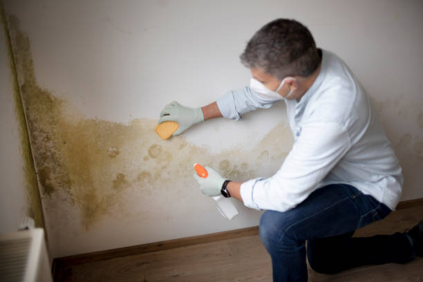 Best Commercial Mold Inspection  in Caledonia, MN